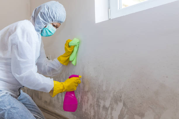 Best Crawl Space Mold Remediation  in USA